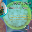 How Long Does Orbeez Take To Grow